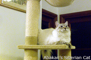 Abakan Siberian Cat Fotian