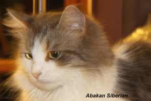 Gregory's Siberian Radiosa Petrovna of Abakan