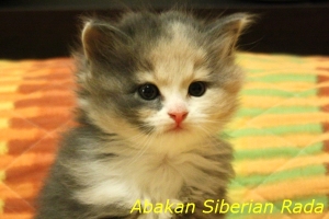 Abakan Siberian Rada
