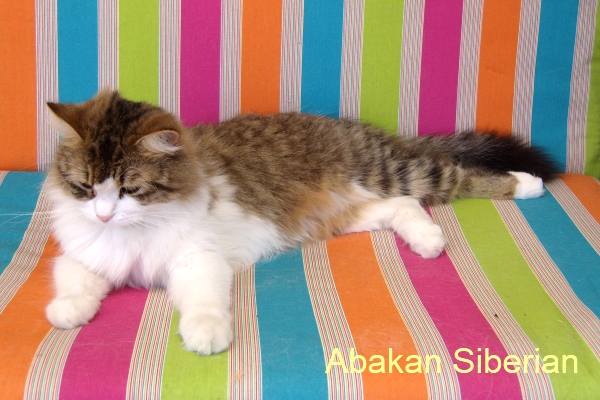 Abakan Tabata