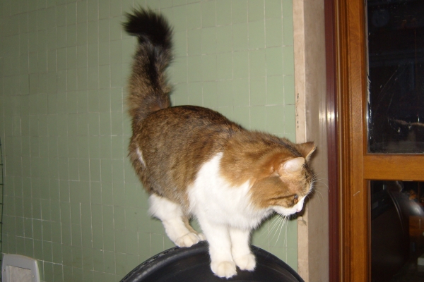 Abakan Tabata