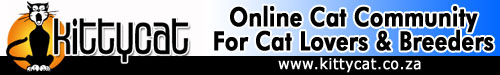 kittycat banner