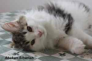 Cucciolo siberiano brown tabby con bianco