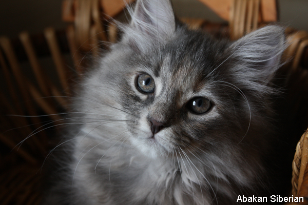 cuccioli gatto siberiano anallergico