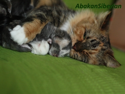 Cucciola blu crema