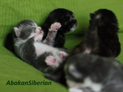 Cuccioli che giocano