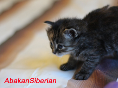 Cucciola black tortie tabby