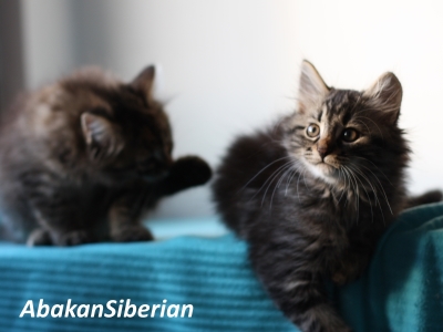 Cucciola black tabby blotched disponibile