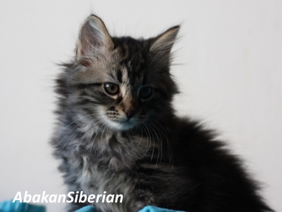 Cucciola black tabby blotched disponibile