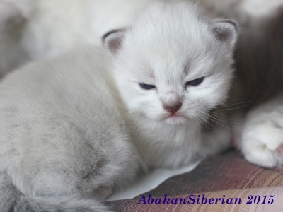 Cuccioli