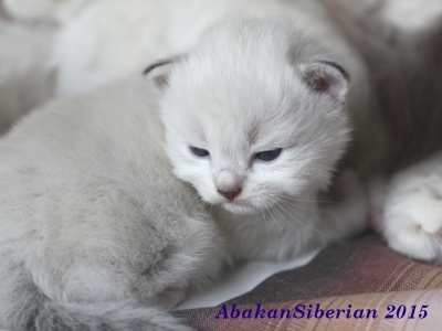 Cuccioli