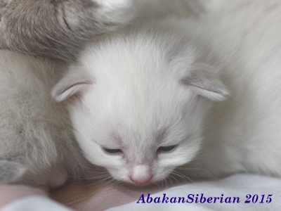 Cuccioli