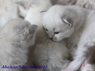 Cuccioli