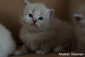 Cucciolo di Gatto Siberiano