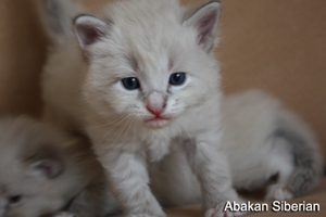 Cucciolo di Gatto Siberiano