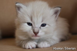 Cucciolo di Gatto Siberiano