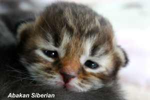 Cuccioli di gatto siberiano color point
