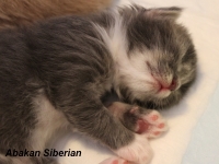 Cucciolo di Gatto Siberiano