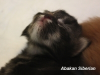 Cucciolo di Gatto Siberiano