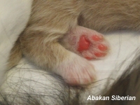 Cucciolo di Gatto Siberiano