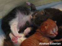 Cucciolo di Gatto Siberiano
