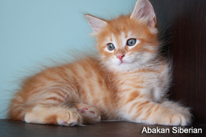 Cucciolo di Gatto Siberiano