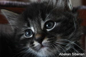 Cucciolo di Gatto Siberiano