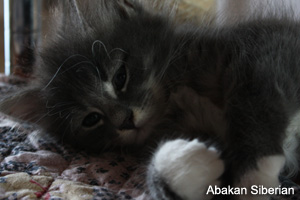 Cucciolo di Gatto Siberiano
