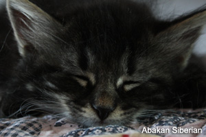Cucciolo di Gatto Siberiano