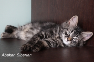 Cucciolo di Gatto Siberiano