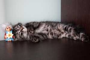 Cucciolo di Gatto Siberiano