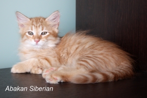 Cucciolo di Gatto Siberiano