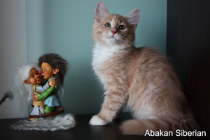 Cucciolo di Gatto Siberiano