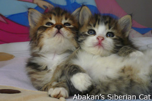 Cucciolo di Gatto Siberiano