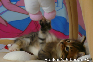 Cucciolo di Gatto Siberiano