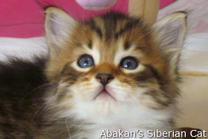 Cucciolo di Gatto Siberiano