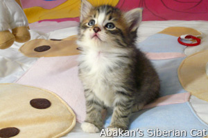 Cucciolo di Gatto Siberiano