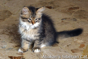 Cucciolo di Gatto Siberiano