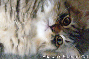 Siberian cat - Cucciola di cinque mesi sul letto