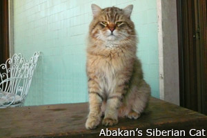 Dabro of Abakan