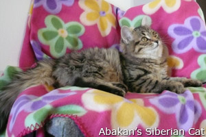 Raszputyin Felina of Abakan