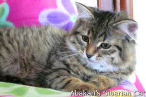 Raszputyin Felina of Abakan