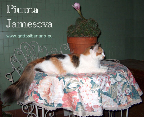 Piuma Jamesova di notte sul tavolino del terrazzo