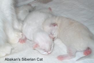 Cuccioli di Gatto Siberiano