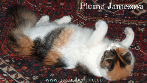 Cucciolo di Gatto Siberiano dell'allevamento Abakan mentre gioca