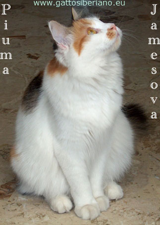 Piuma Jamesova of Abakan seduta