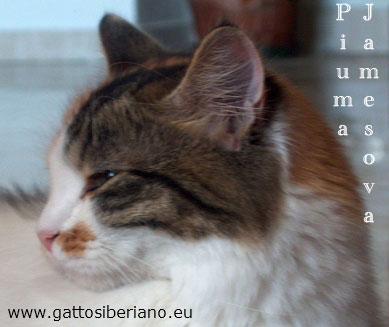 profilo di un siberiano