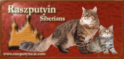 Logo: Allevamento Raszputyin Siberians, Adrienn