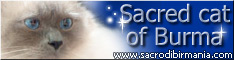 Logo: Allevamento Albafeles gatti sacro di birmania, Claudia