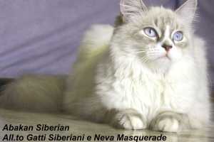 Abakan Siberian Odessa